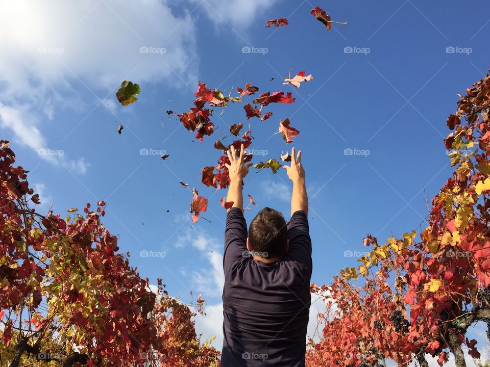 Red leaves above in the sky