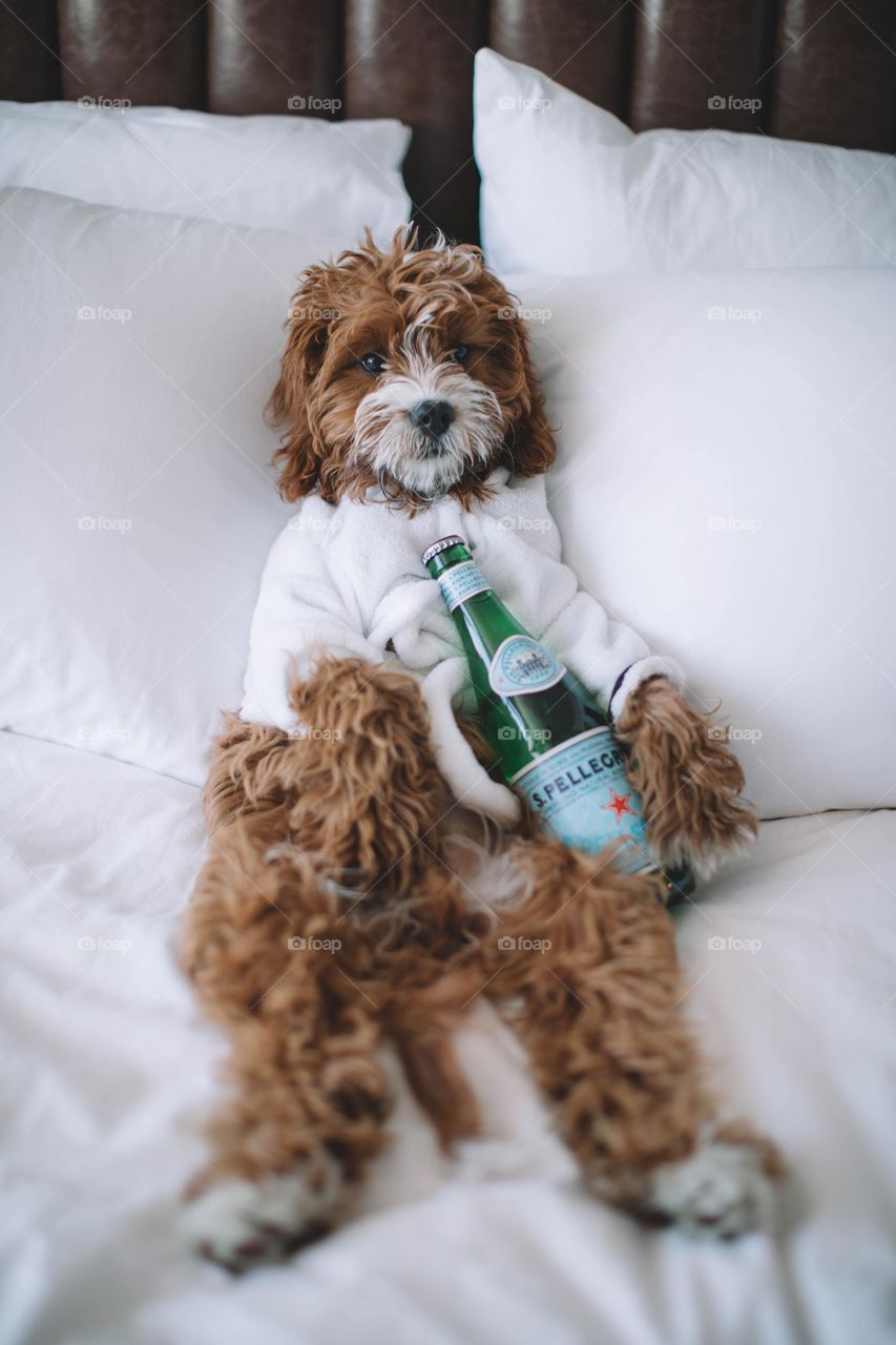 funny drinking dog