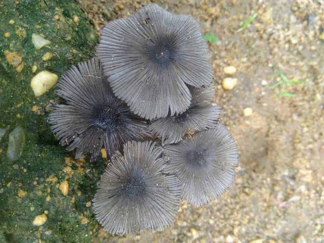 mushrooms