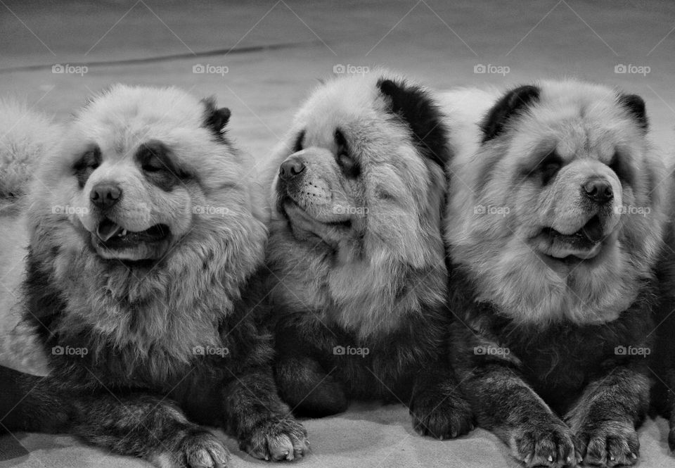 smart trained purebred shaggy dogs that look like a panda