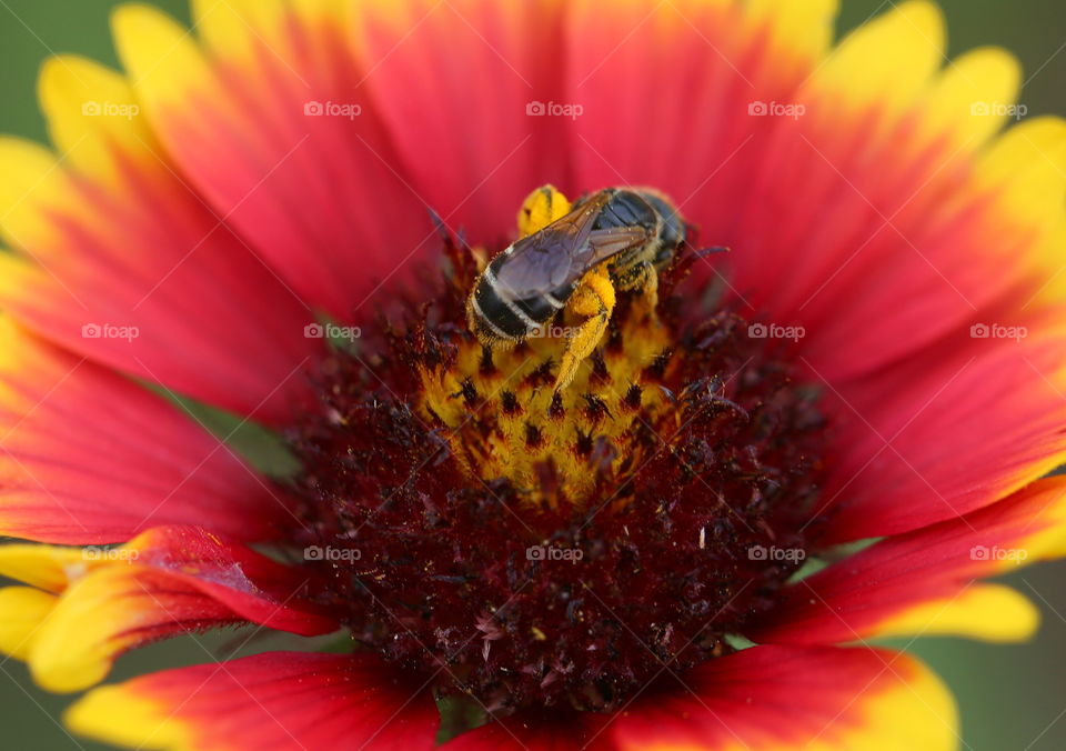 Honey bee in the middle of a bloomed red and yellow flower, collecting pollens. 