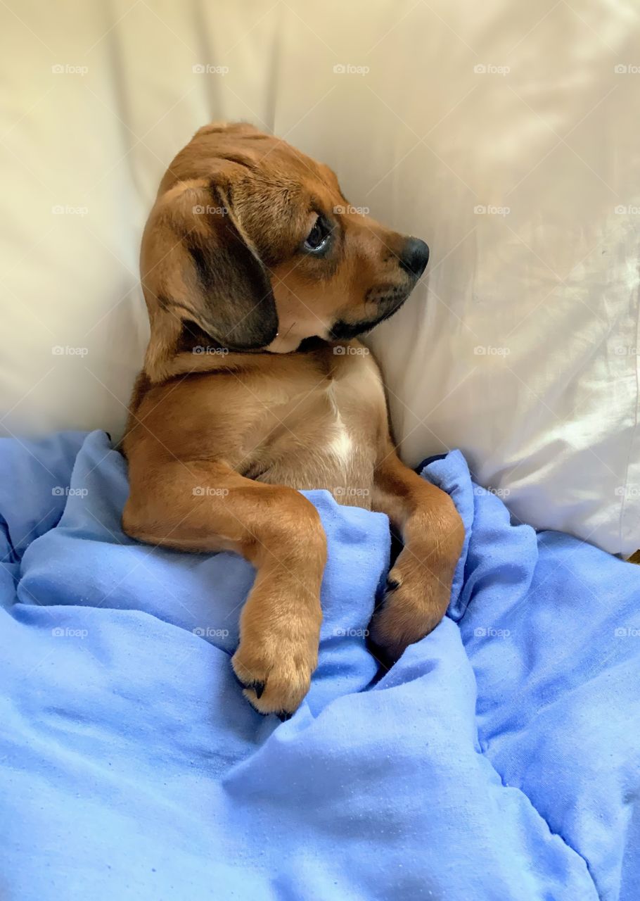 cute dog lying in bed