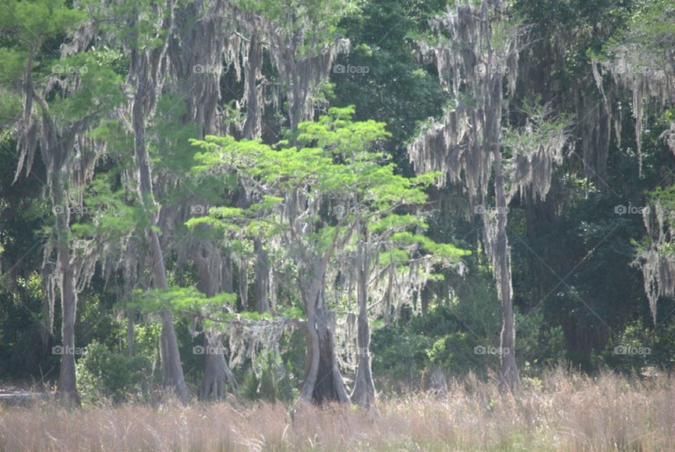 Spanish Moss