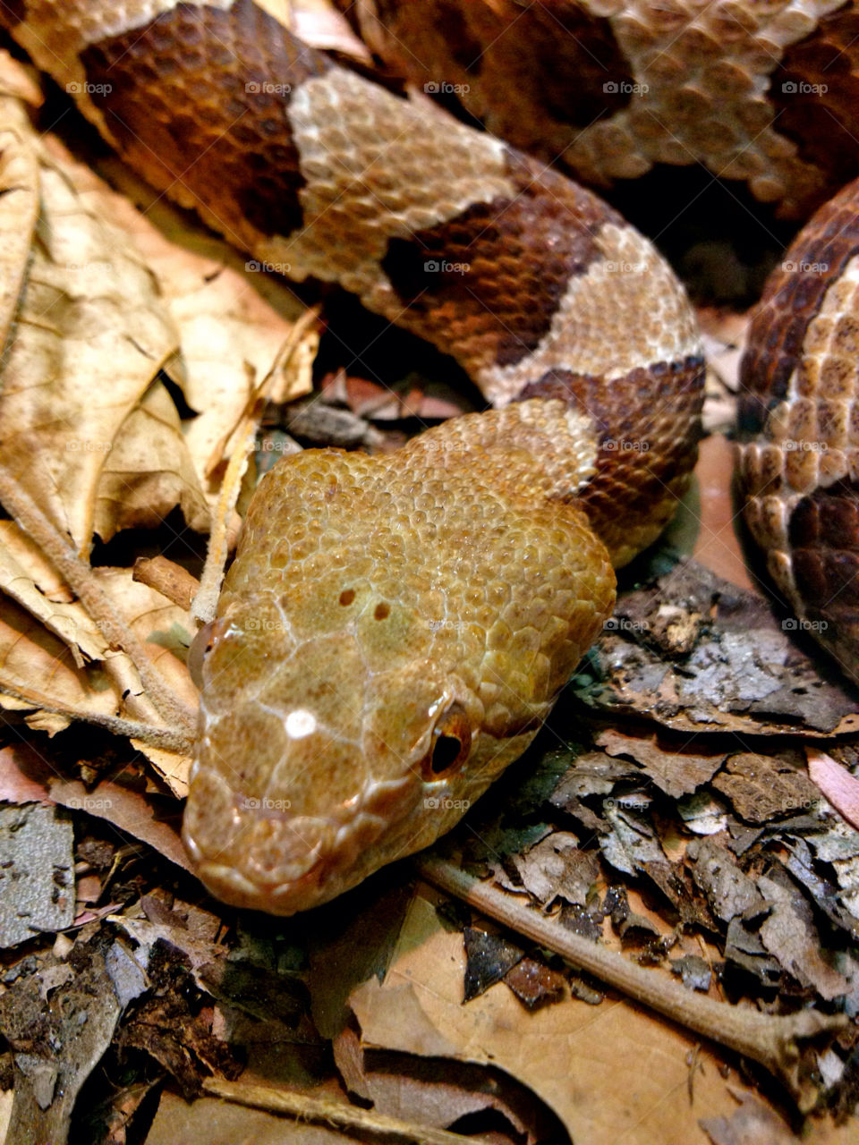 leaves snake copperhead by asa1212