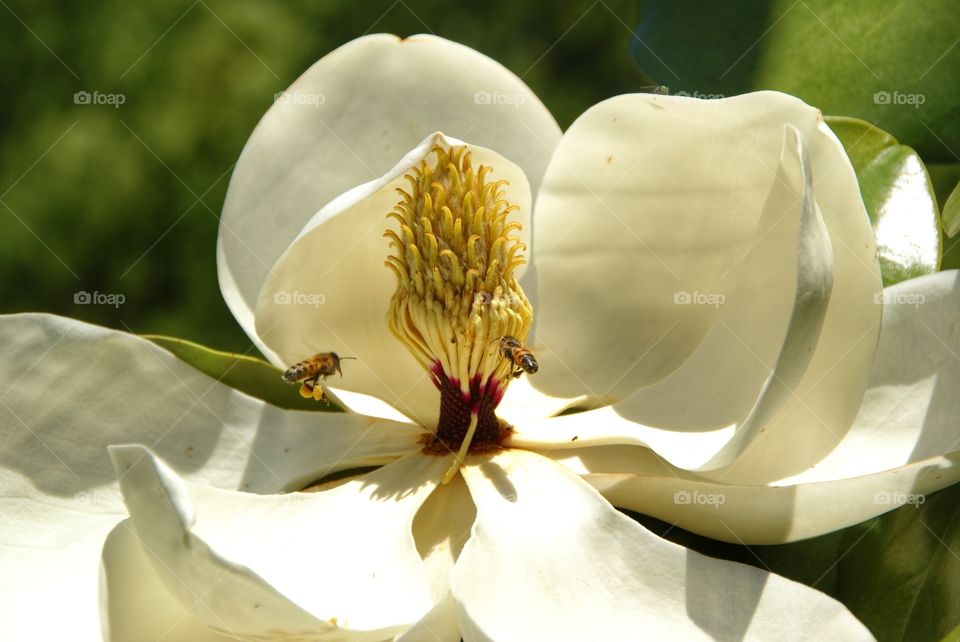 Bees on magnolia