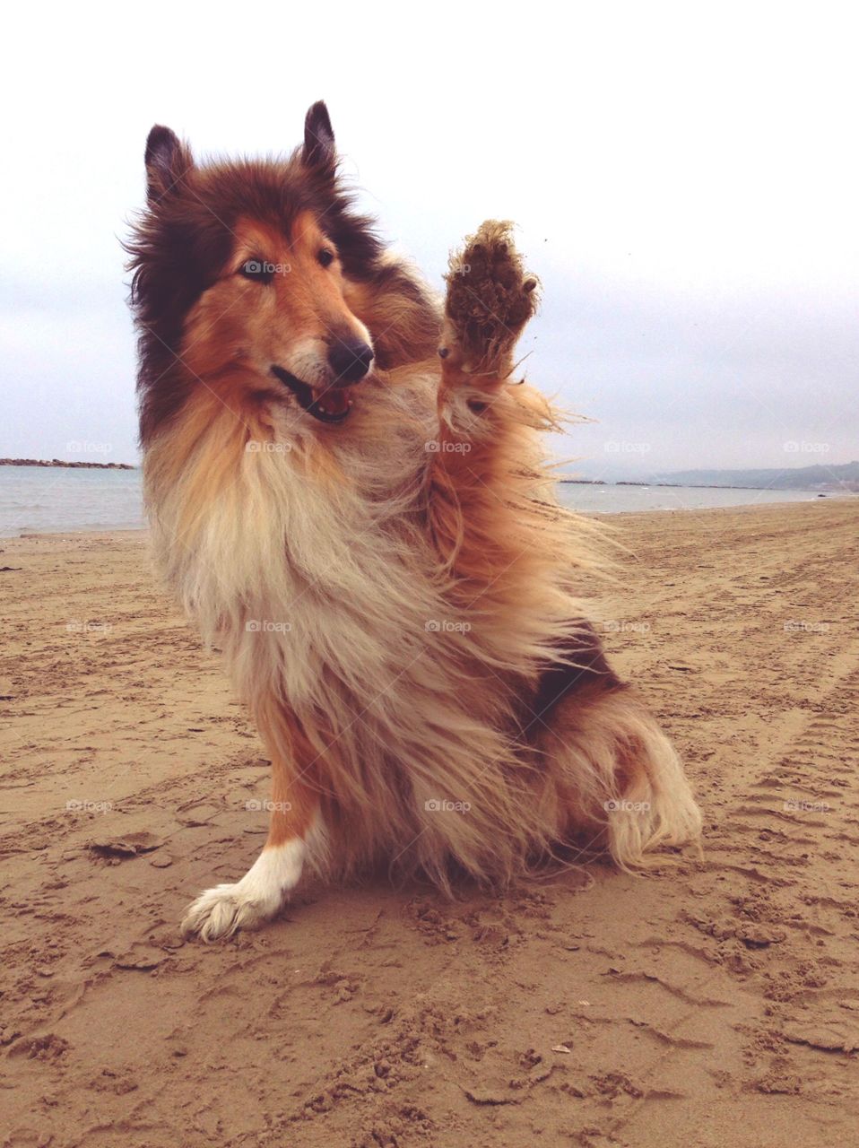 Hello Lassie!