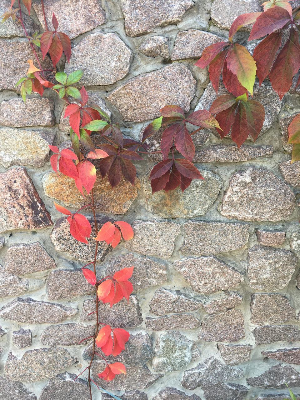 Grape leafs 