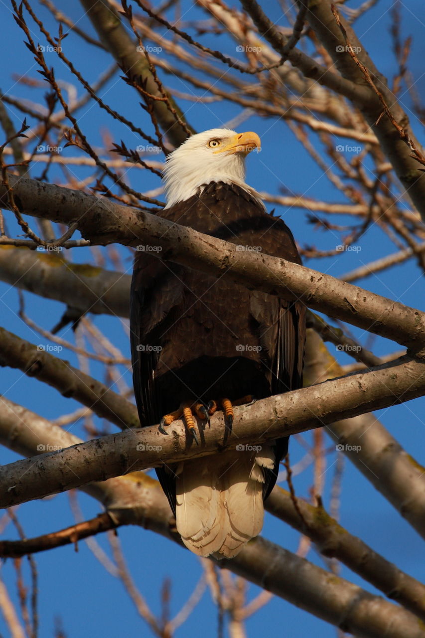 Bald eagle RISN2