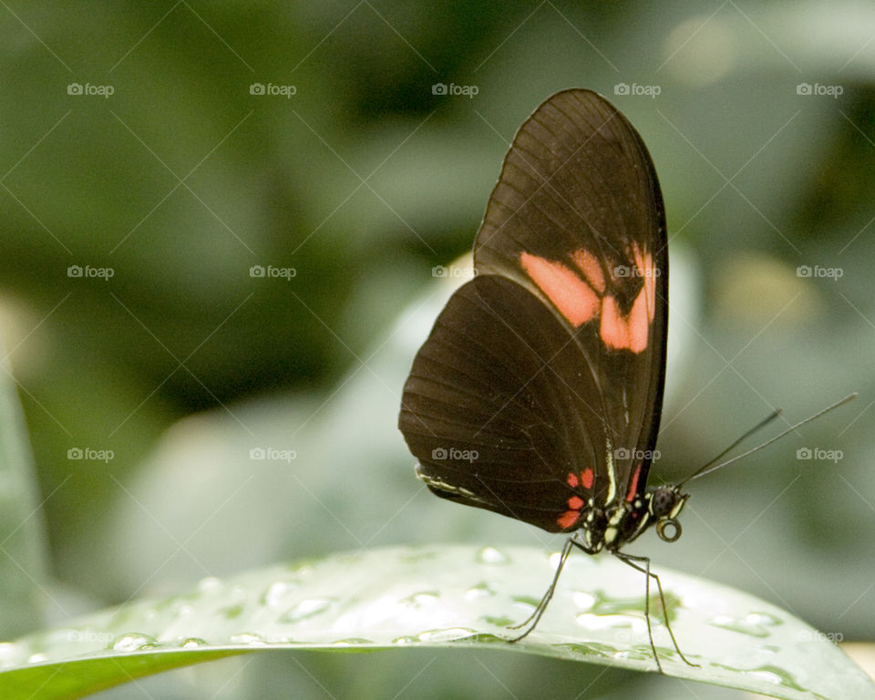 Butterfly. A butterfly rests after coming out of its cocoon 