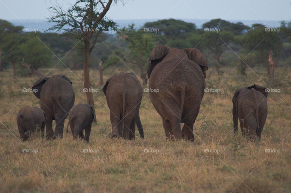 A family of african elephants going home before sunset