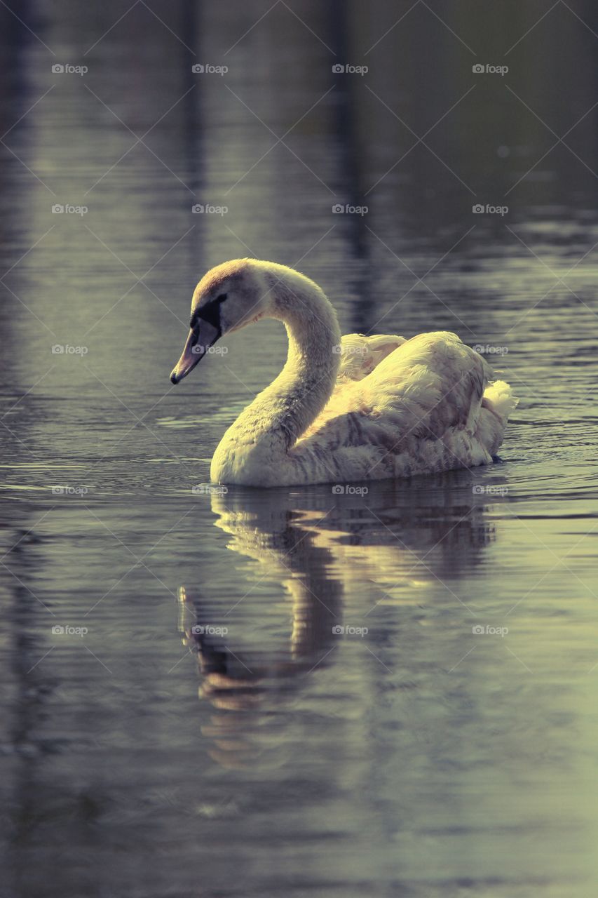 Bird, Water, Swan, Lake, Pool