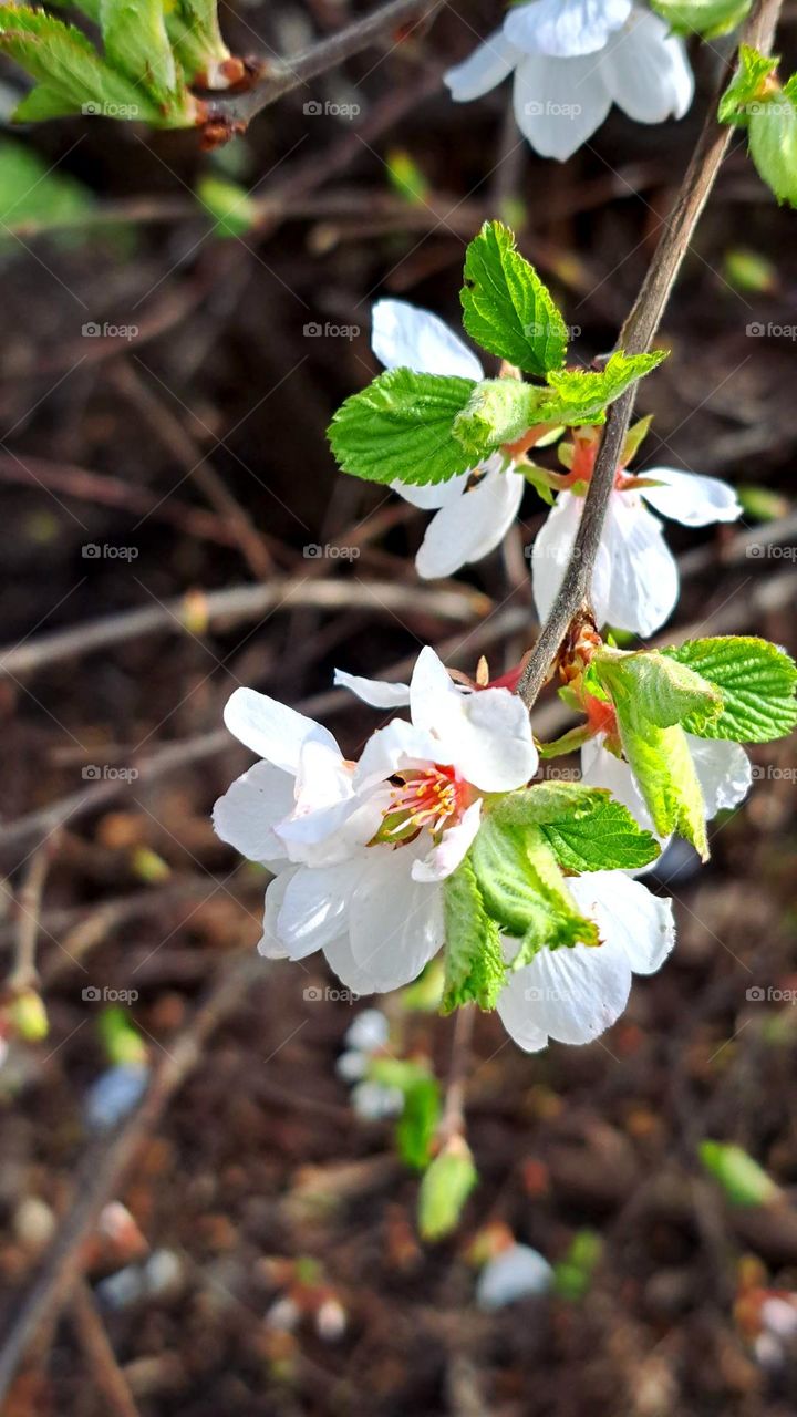 flowers