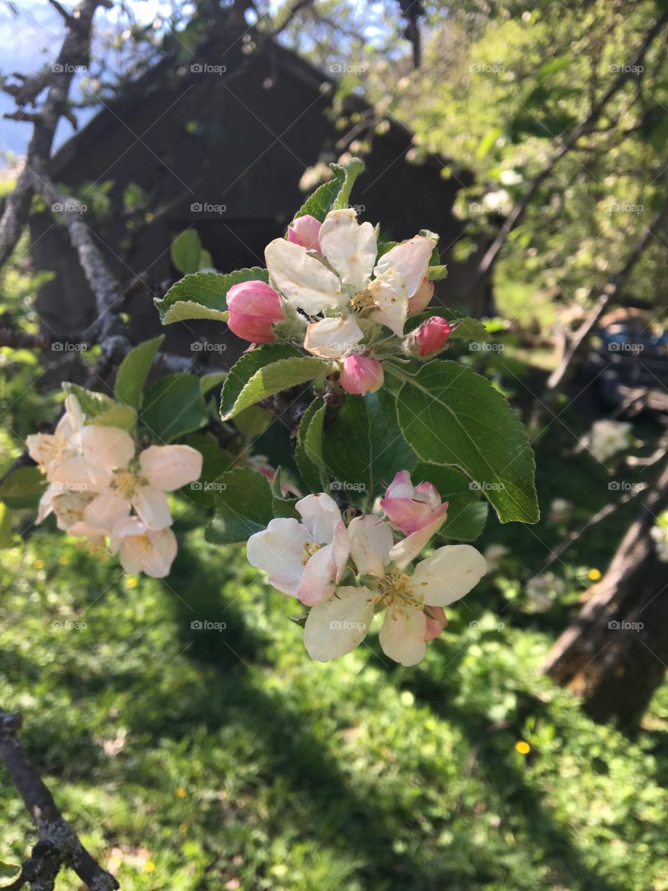 Apple Tree Blossoms