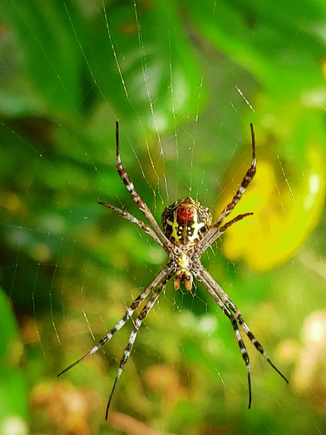spider captured