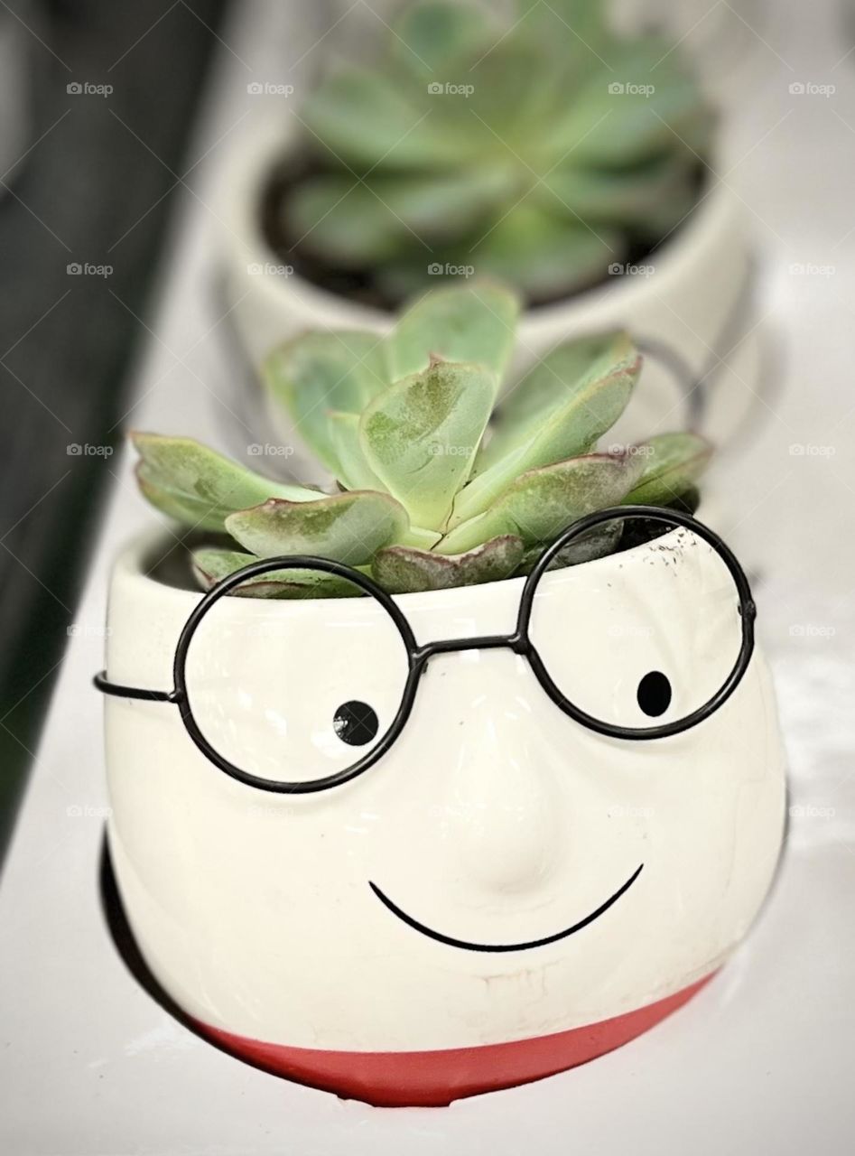 Spring succulents...