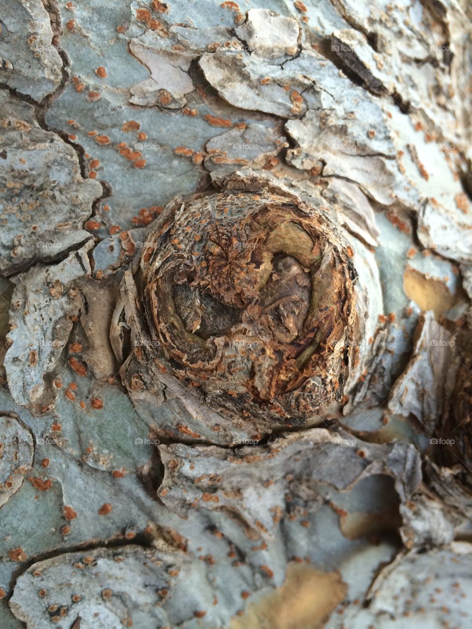 Knot in a tree in Oklahoma 