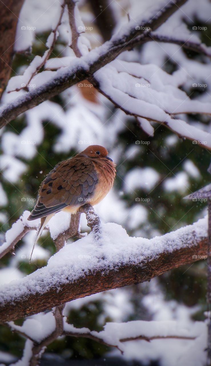 Bird perching on snowy branch