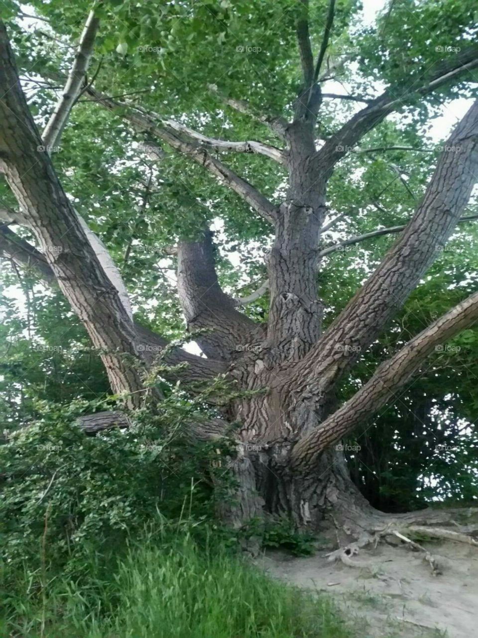 An old tree