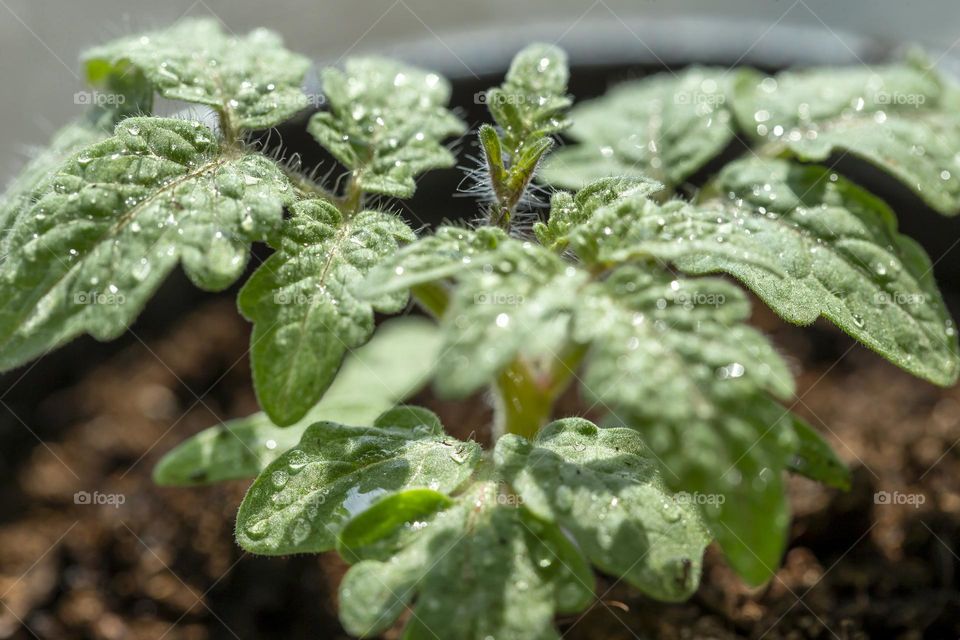 Getting ready for gardening season, tomatoes seedlings in the pot