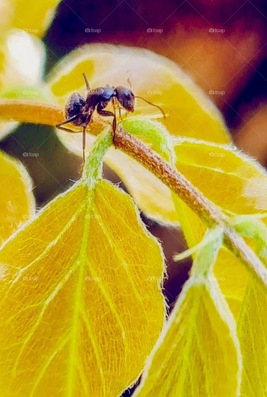 The Insects in My Garden: Ants
Os Insetos do meu jardim: Formigas