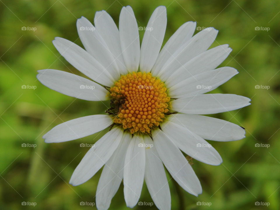 beautiful flower in the garden