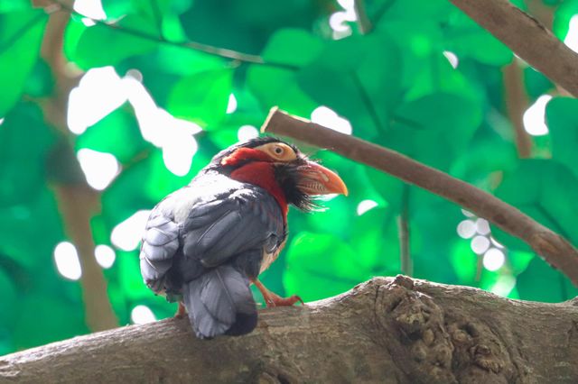 tropical bird