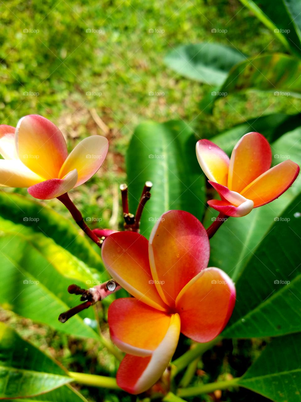 Close-up of blooming flowers