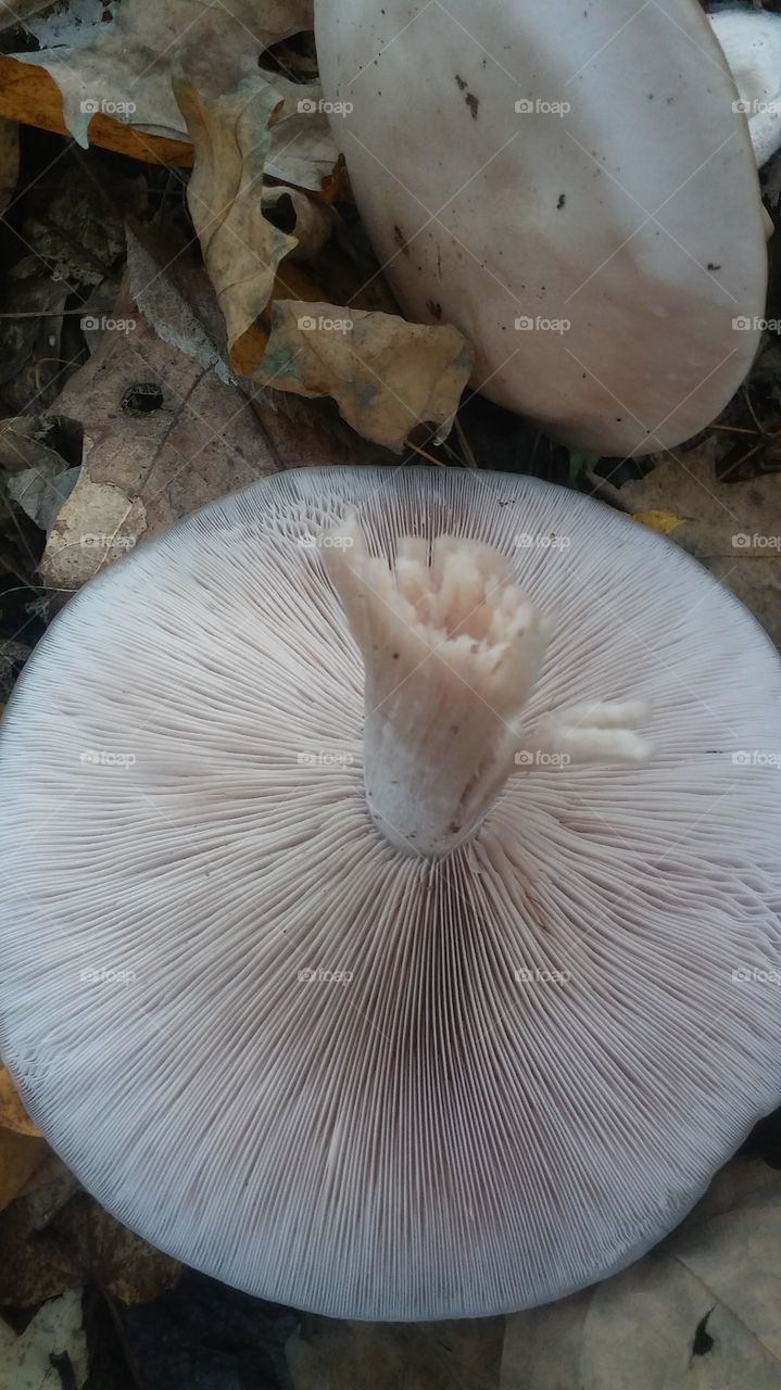 mushroom