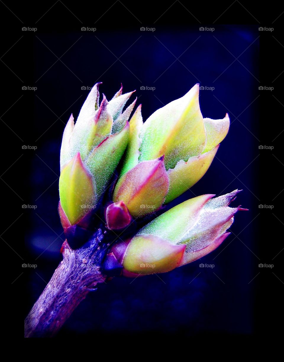 Blossoming flower close up background nature therapy summer mood positive vibes wonderful time hustling daydreaming naturalism macro microcosmos