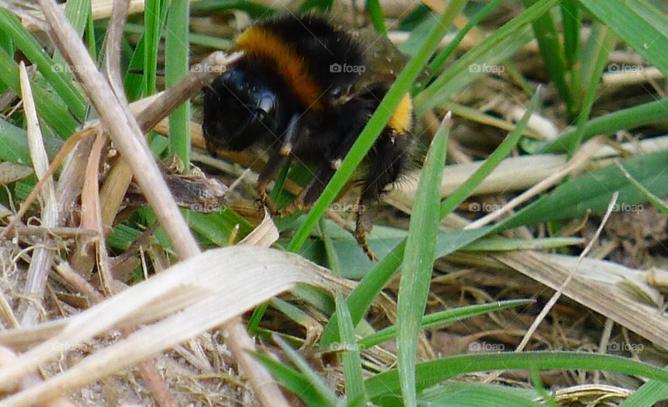 hummel bumblebee gras