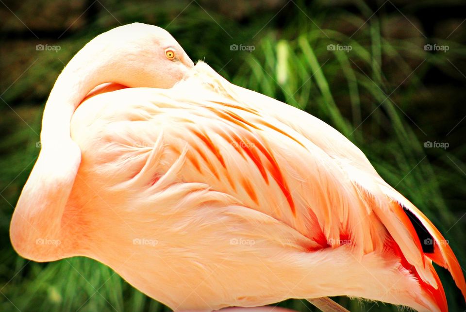 Flamingo pink
