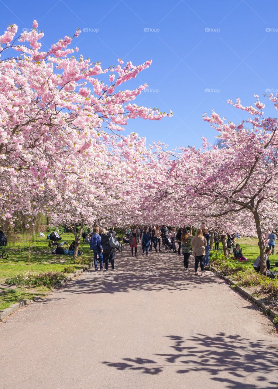 Pink trees 