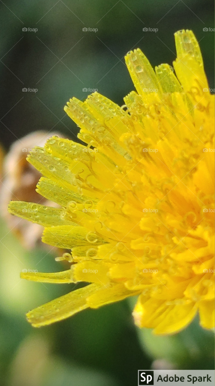 A bright sunny morning to star with a bright yellow due drop flower !!