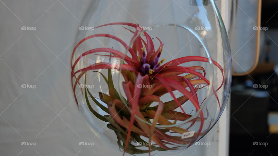 Flowering Air Plant in a Terrarium