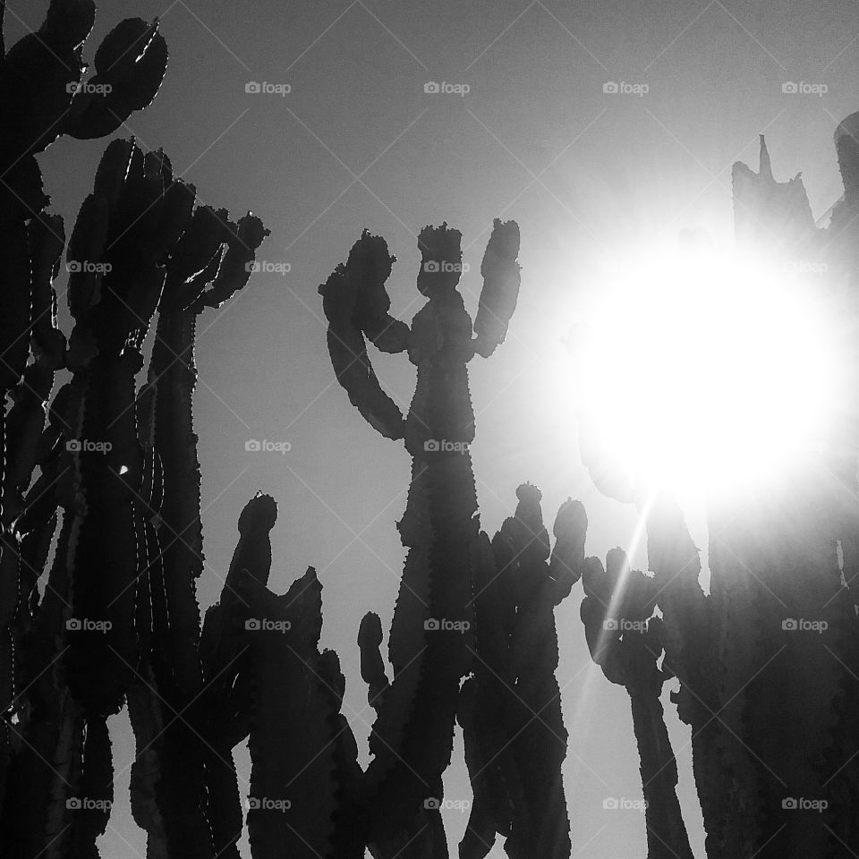 Cactus Sun