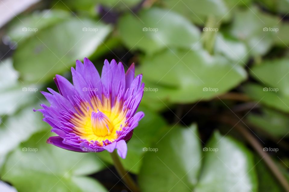 Lilly flower