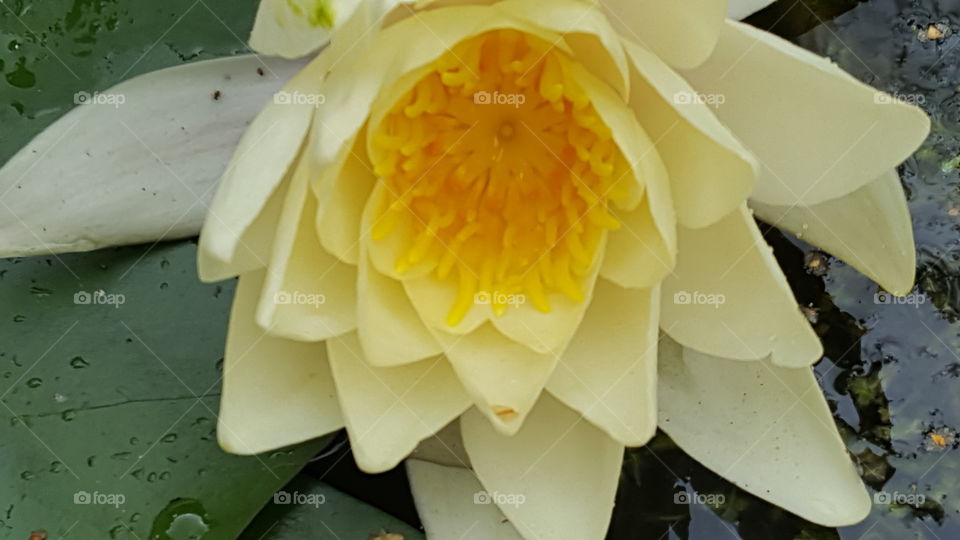 yellow water lilly