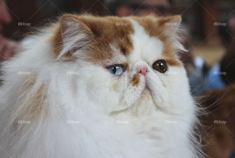 Cat with different colored eyes