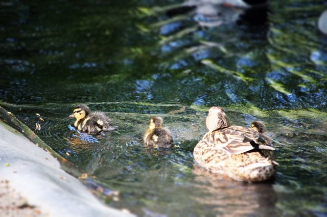 Ducks outdoors and swimming in the pool 