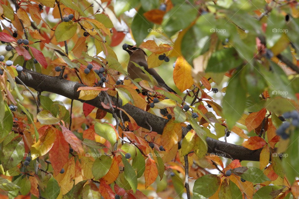 bird eating a berry