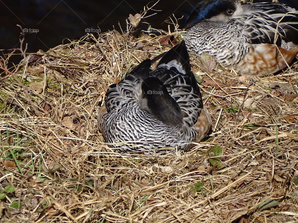 Kurpark in Bad Wildbad