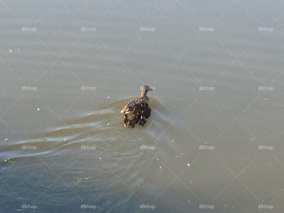 Bird swimming in water