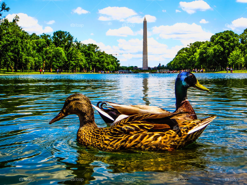 ducks on the lake 