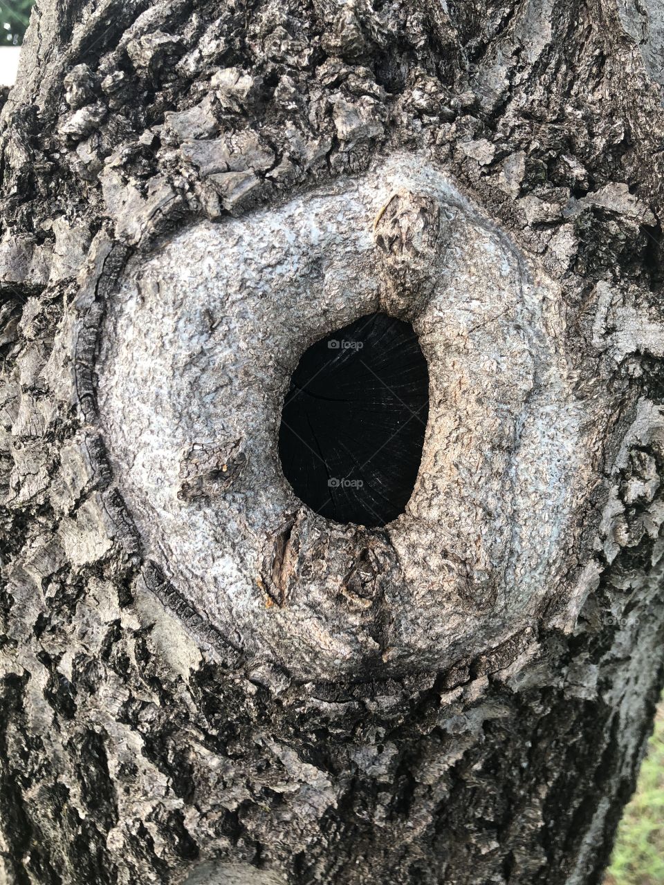 Knothole in an old tree on OU campus