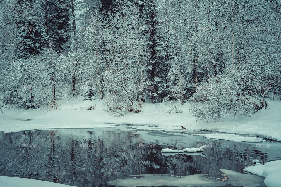 Forest trees reflected on pond