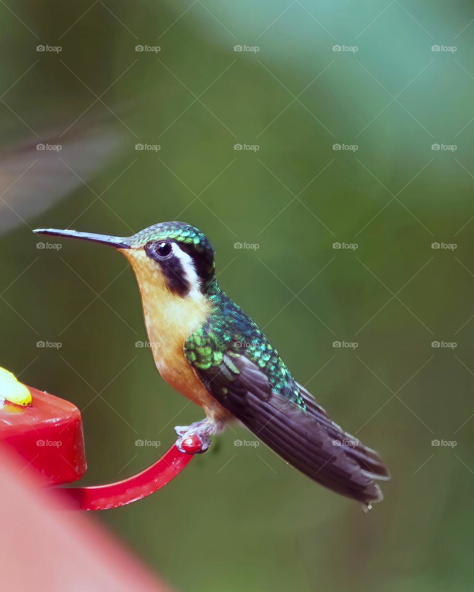 Hummingbird
costa rican mountain gem hummingbird