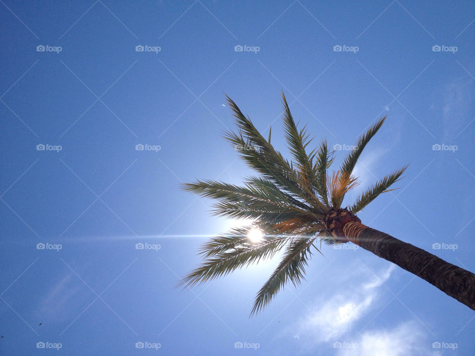 beach sky blue palm by pppandis