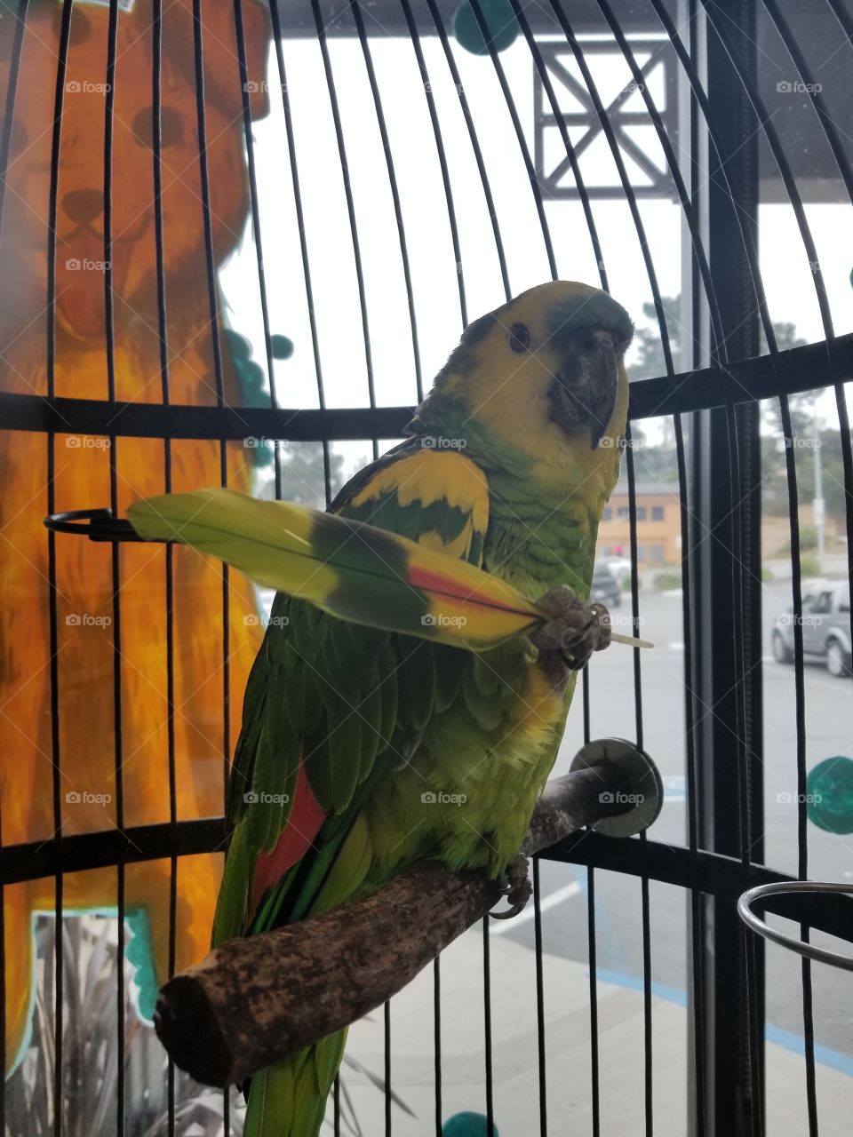 Amazon Parrot