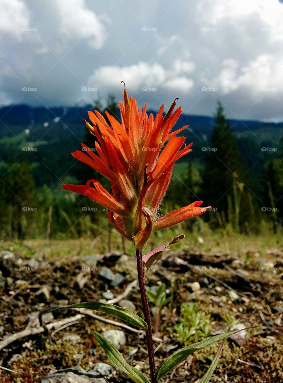 Up Front Flora. Stumbled upon this little guy while searching for morels in Pemberton, BC