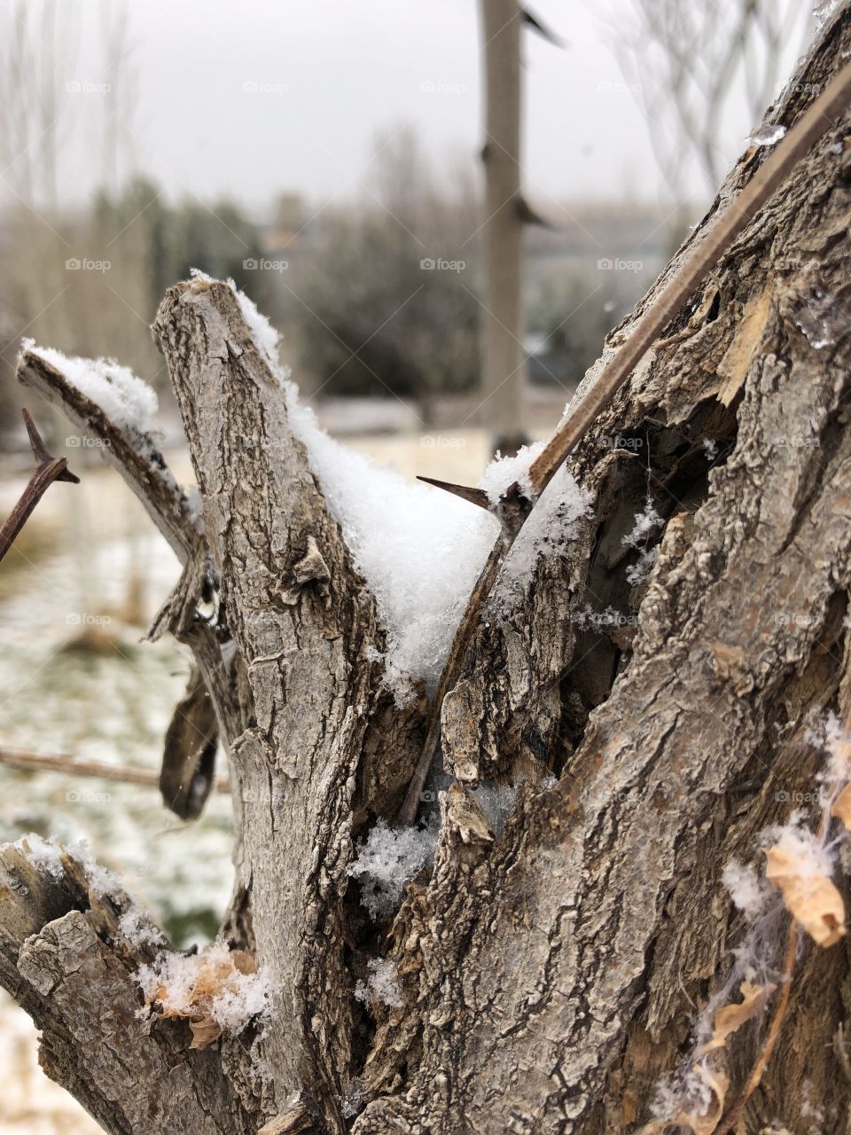 Spiky snowy wood tree